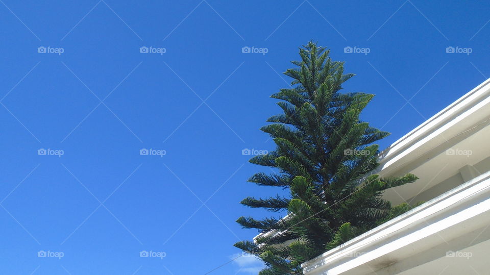 HIMMEL BAUM HAUS PFLANZE