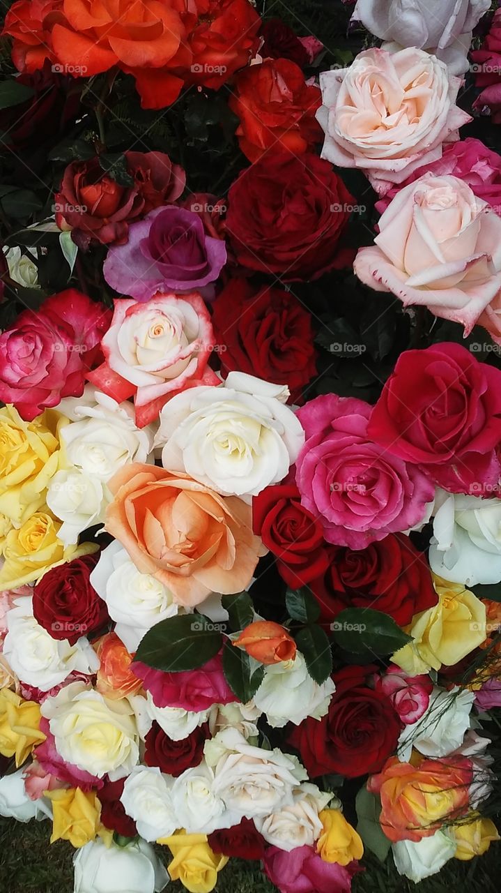 Rose, Bouquet, Love, Gift, Flower