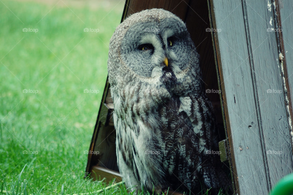 Portrait of a owl