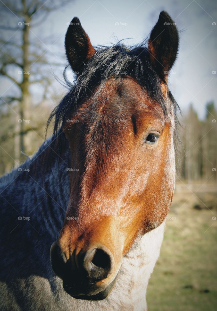 Horse head