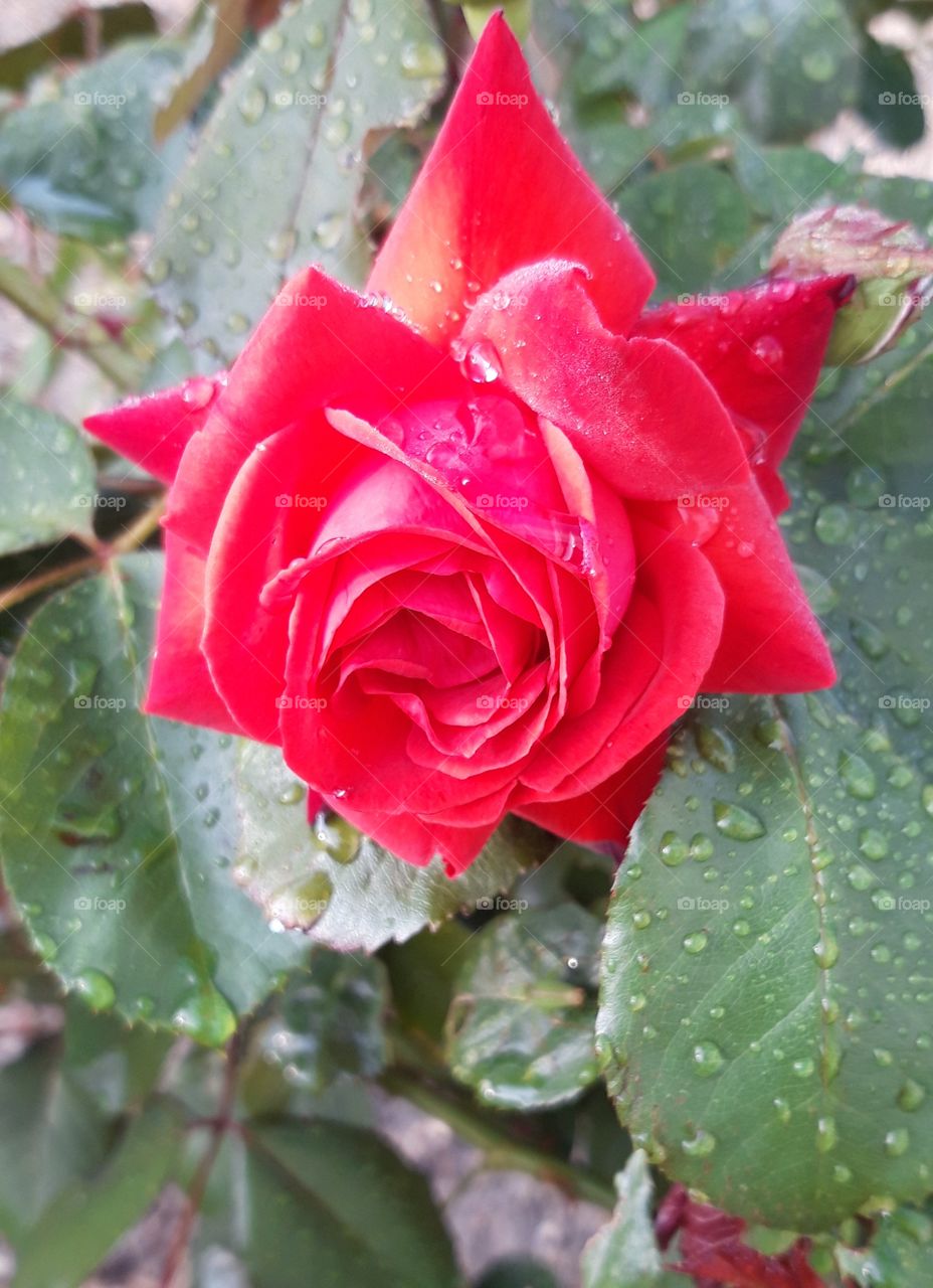 rose and dew in Normandy France