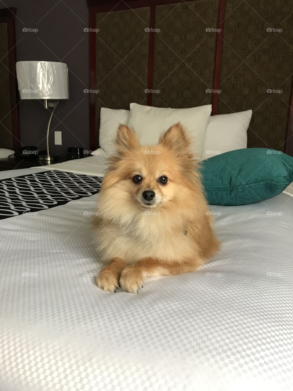 Red Pomeranian dog lying on white bedspread on bed relaxing