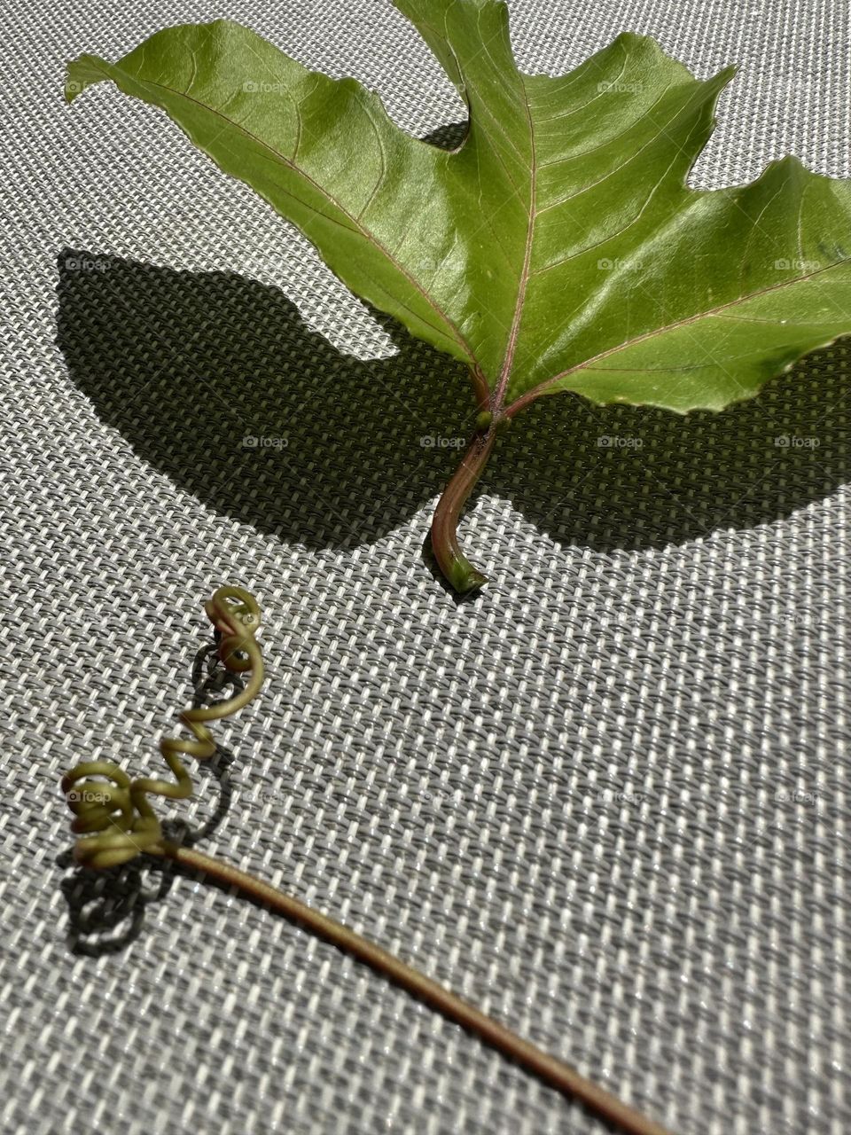 Fig leaf and tendril with shadows on waterproof chair fabric