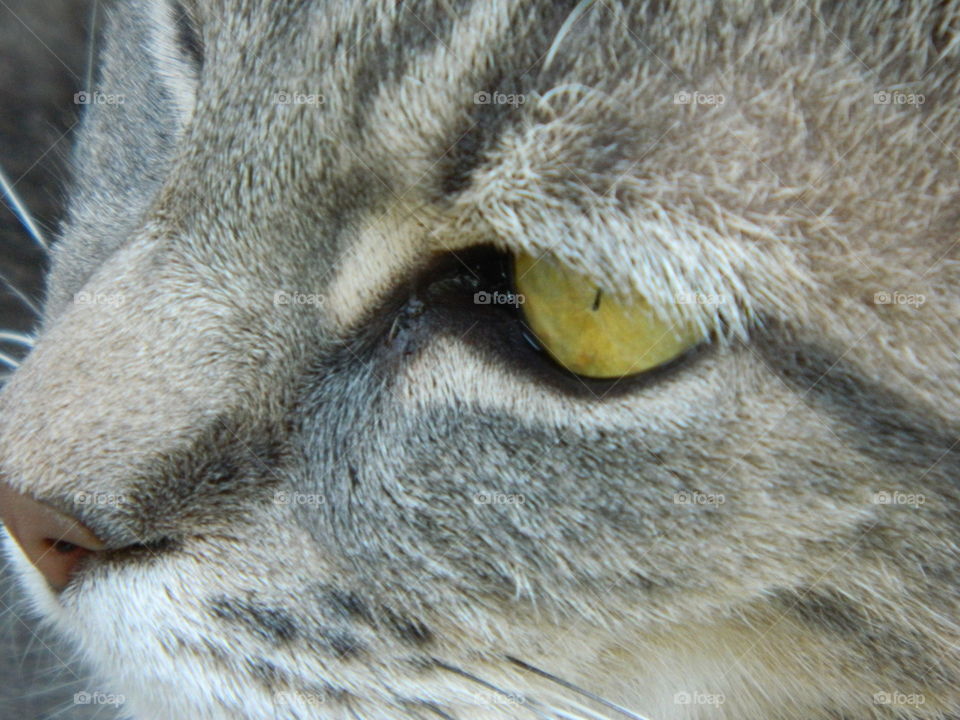 Grey cat, golden eye