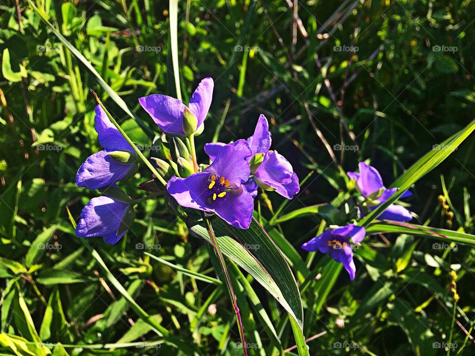 Spiderwort