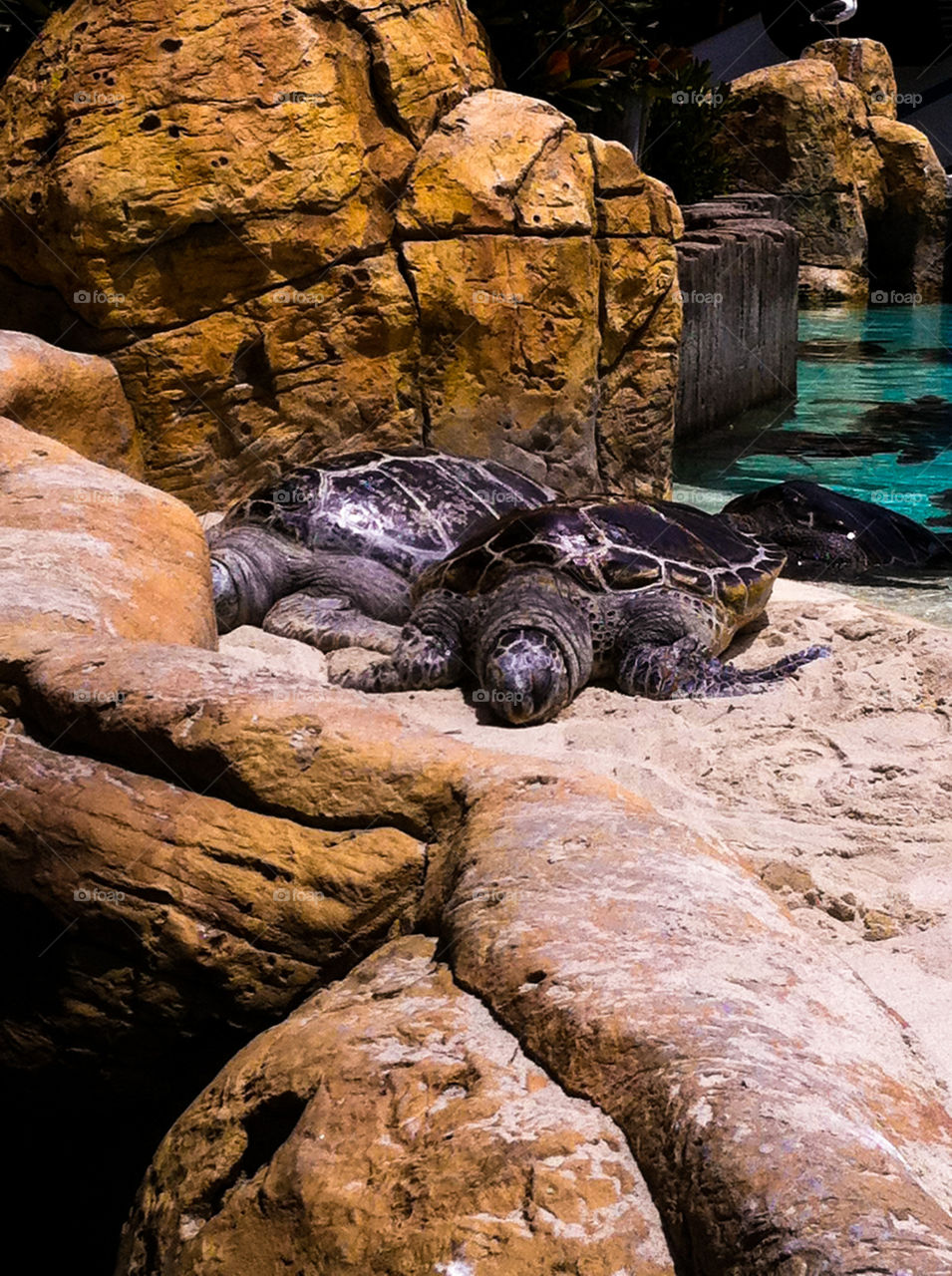 Sea Turtles at the San Diego Zoo