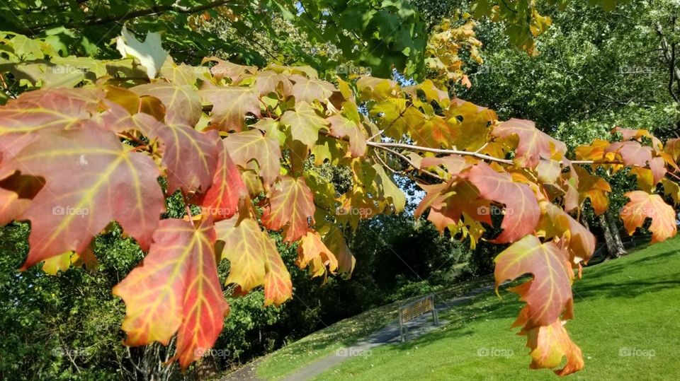 Fall, Leaf, Maple, Nature, Season