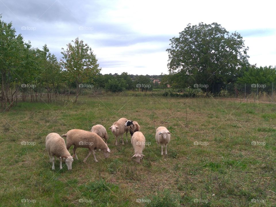 Unas ovejas en el campo pastando