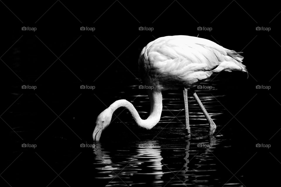Flamingo bird in water shot in black and white 