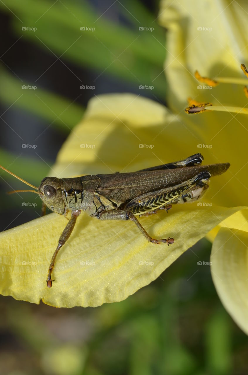 grasshopper on leaf macro