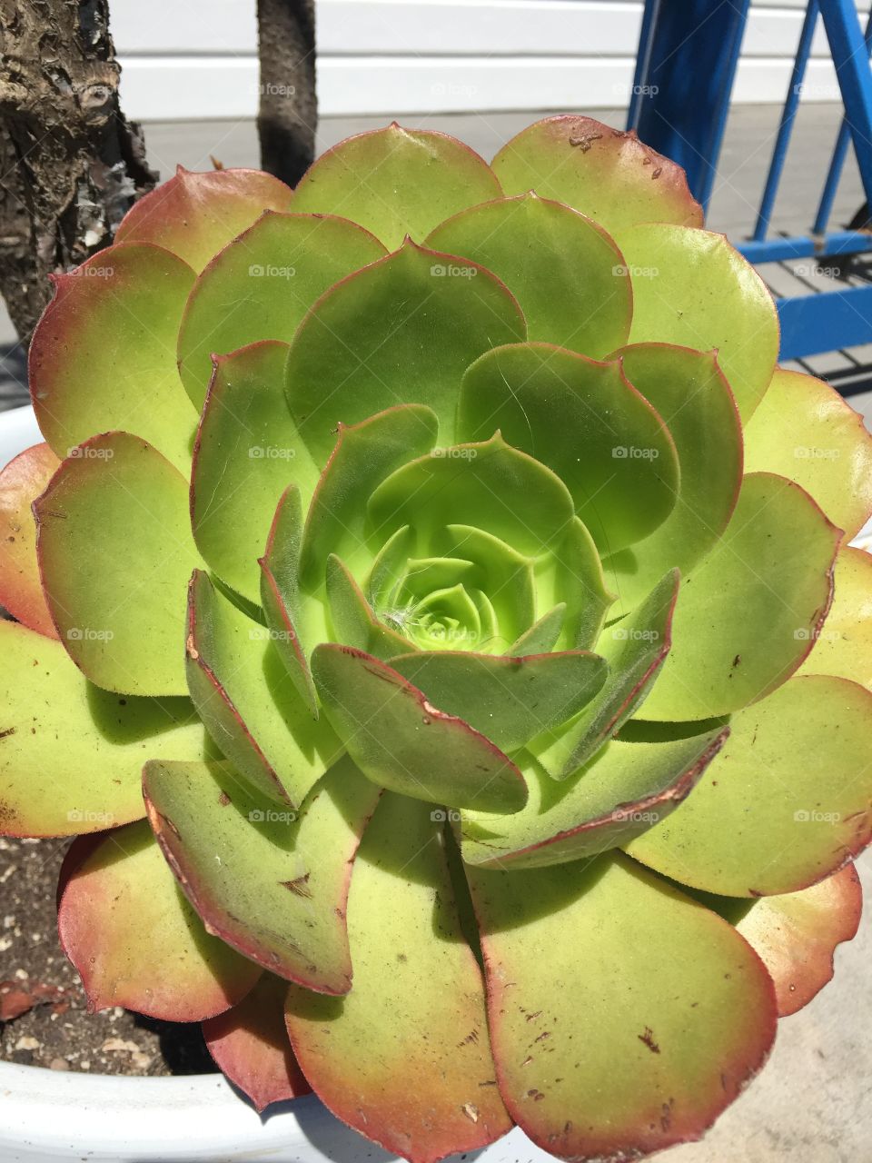 Succulent 