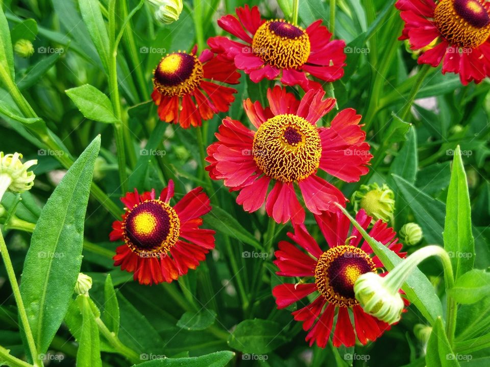 Helenium, a genus of annual and perennial herbaceous plants of the family Compositaceae. Garden.