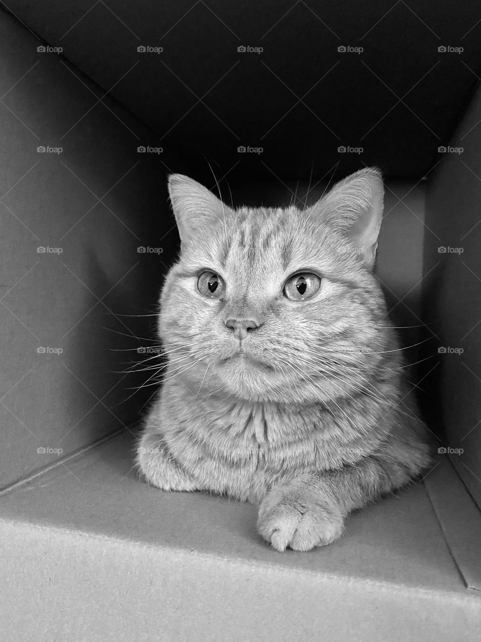 A tabby cat sitting in a cardboard box 