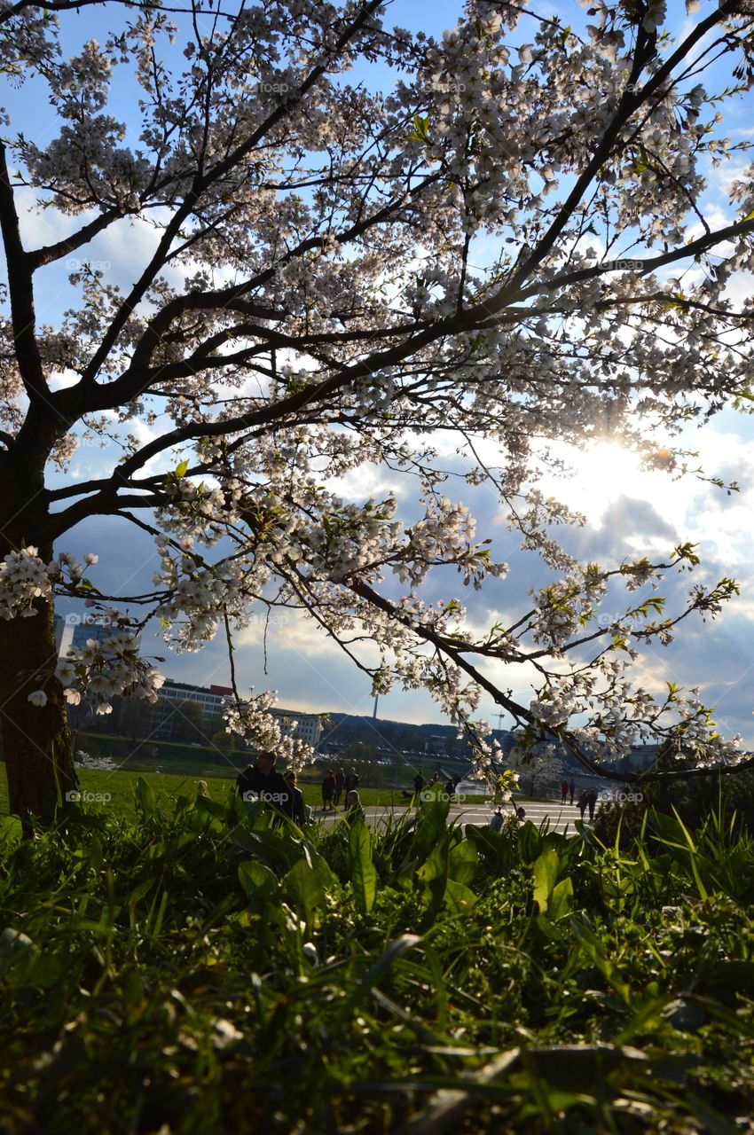 grass and cherry