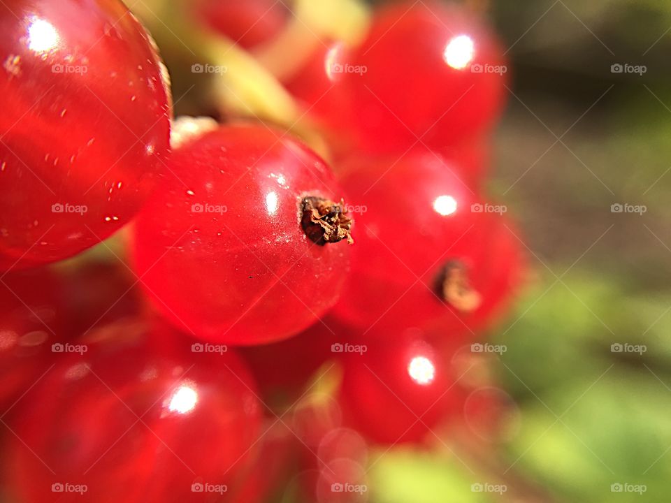 Red currants. Dessert!