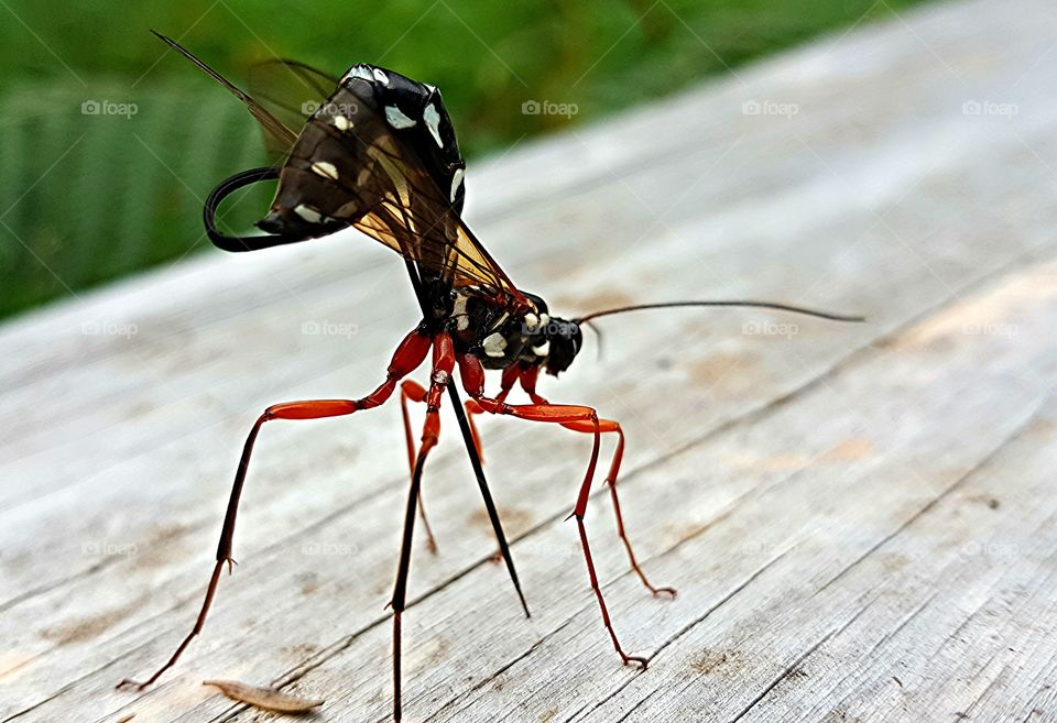 Dragonfly taking a rest