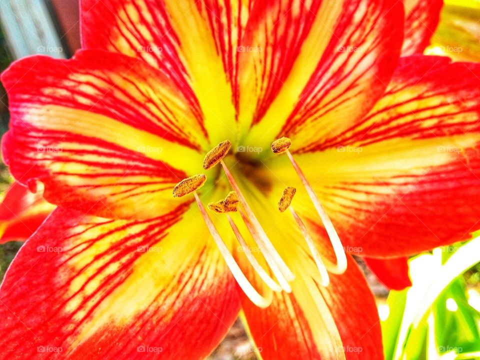 A macro shot of a red and yellow flower growing in a friends yard in Central Florida.