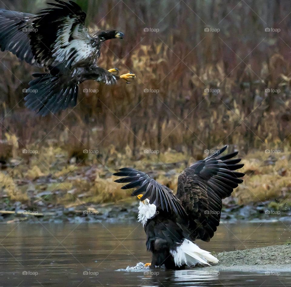 Confrontation between a Juvenile and mature bald eagles