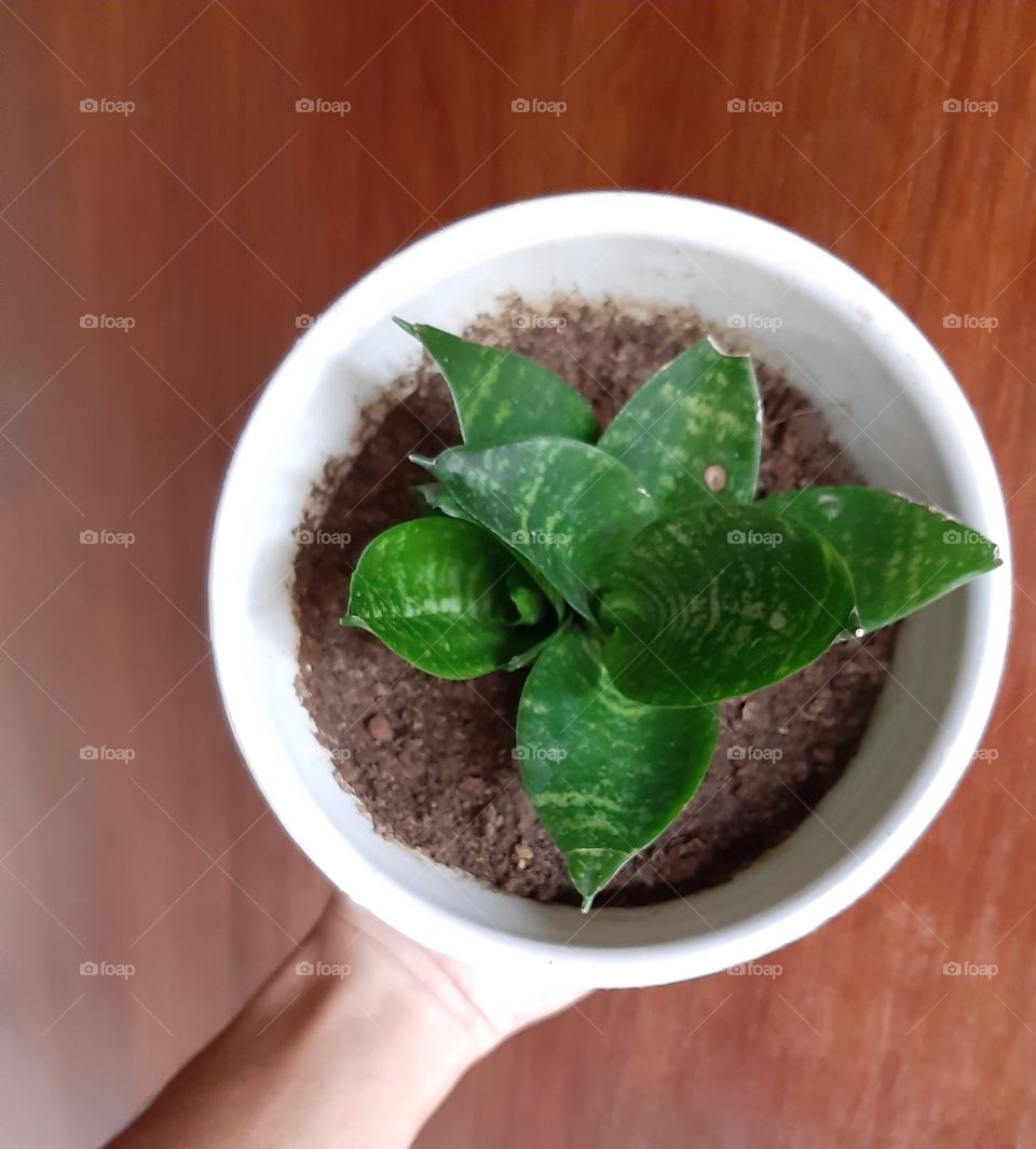 A mini green aglaonema in a white plastic pot is held by a hand with brown background. Aglaonema is also known as "Sri Rezeki" in Indonesia and commonly used as a decorative plant.