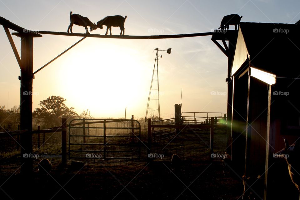 Gorgeous golden bright yellow sun is setting off in the distant horizon with beautiful silhouette of goats on top of wooden beam at farm! 