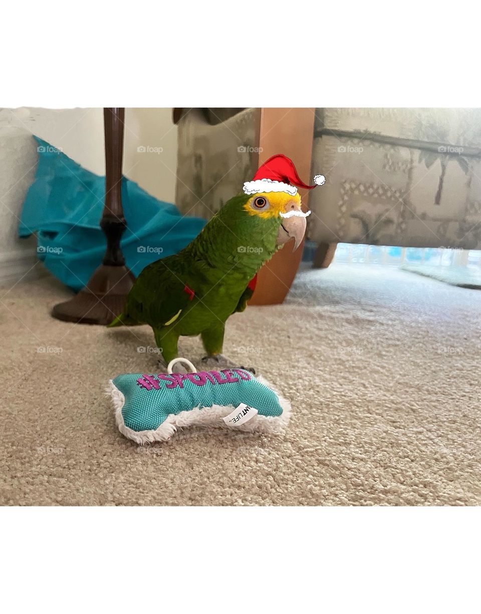 Sonny the green parrot wearing a Santa hat. Hoho-Merry Christmas.