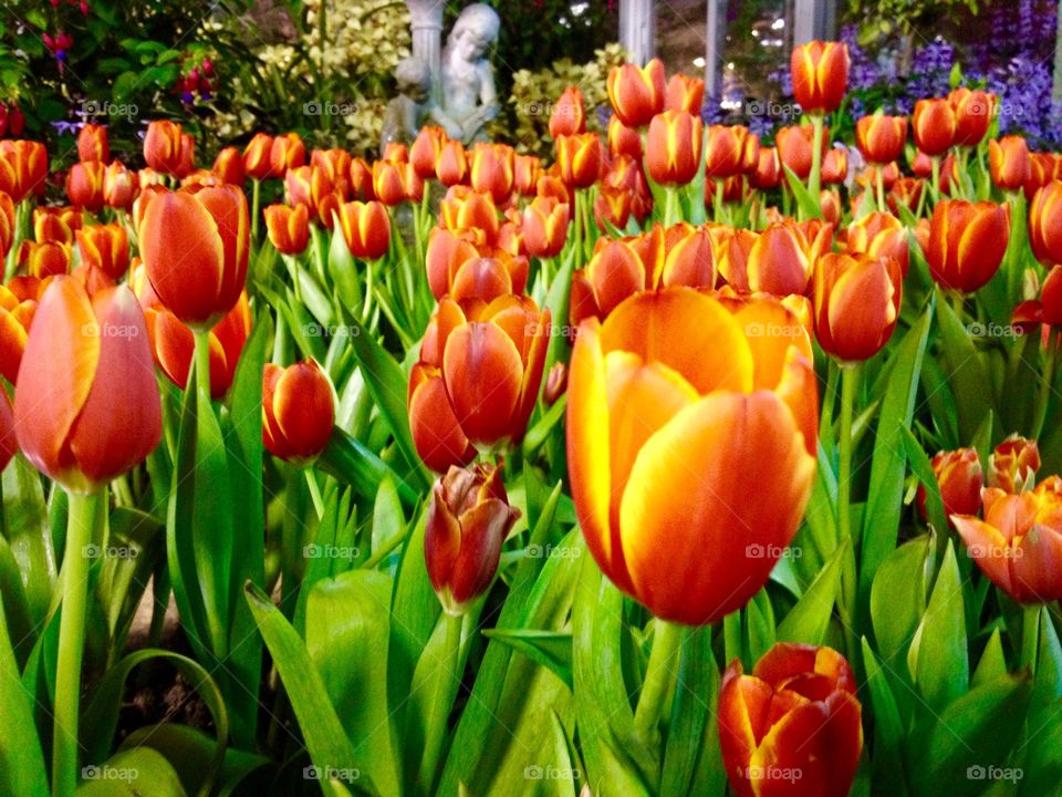orange tulip
