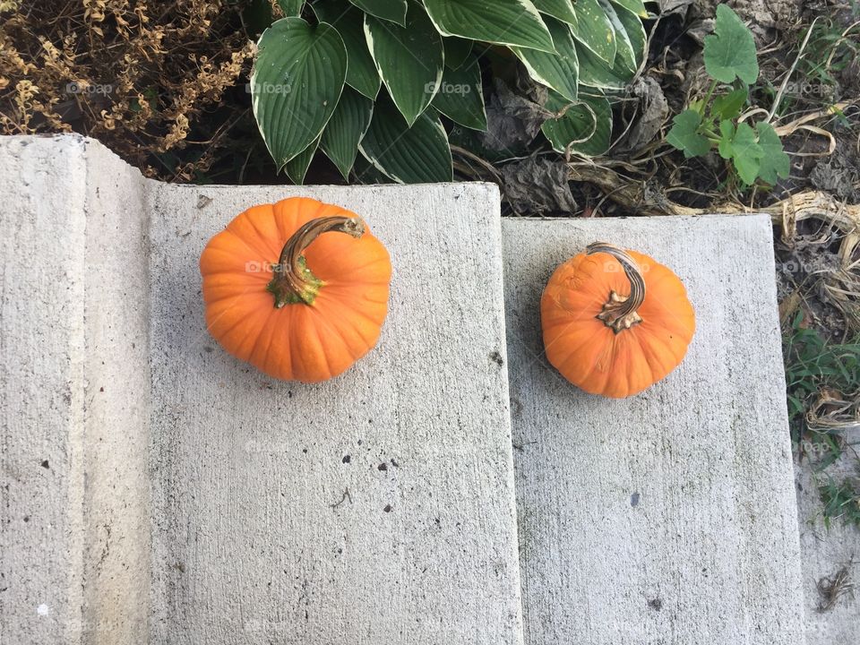 My two little pumpkins, only grown because of forgotten pumpkins from last Halloween. 