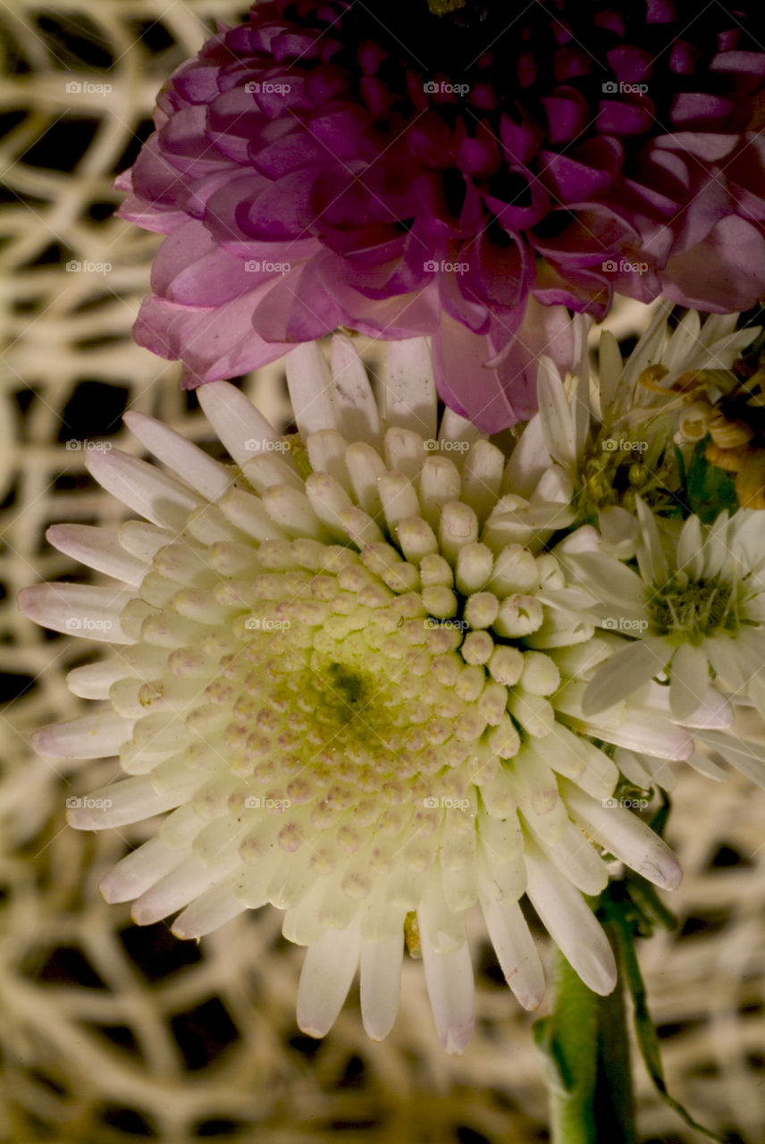 Flowers in the foreground Macro