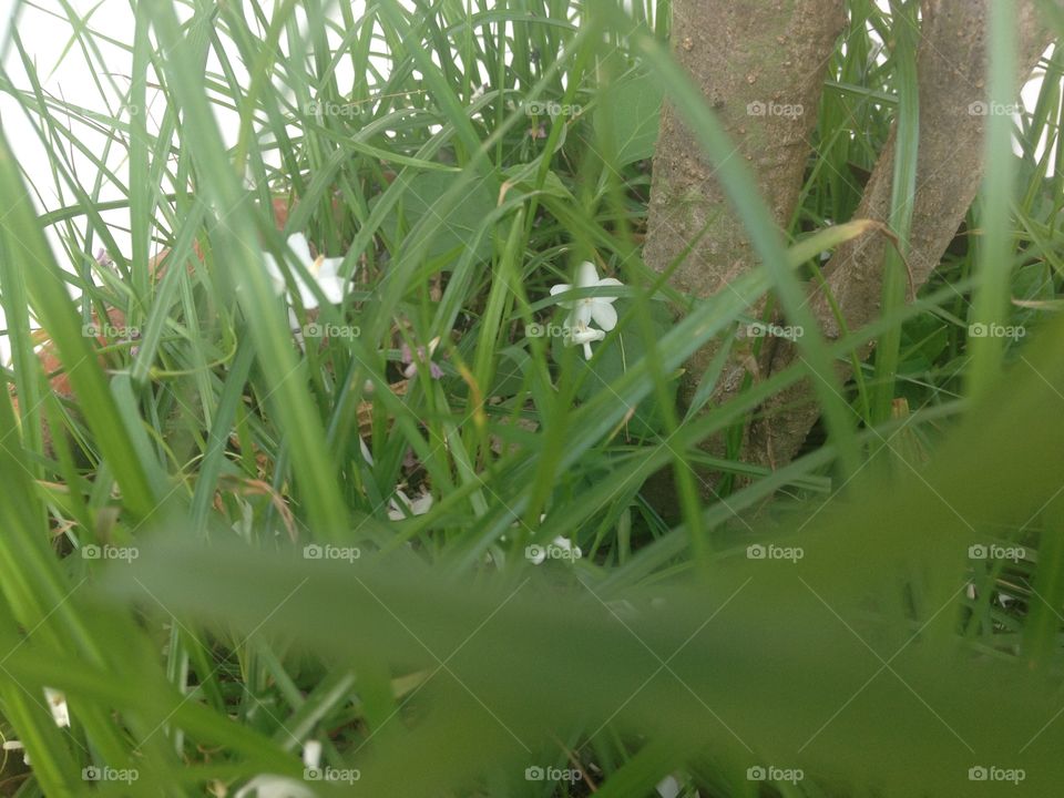 Wrightia religiosa Benth on grass field . Garden.