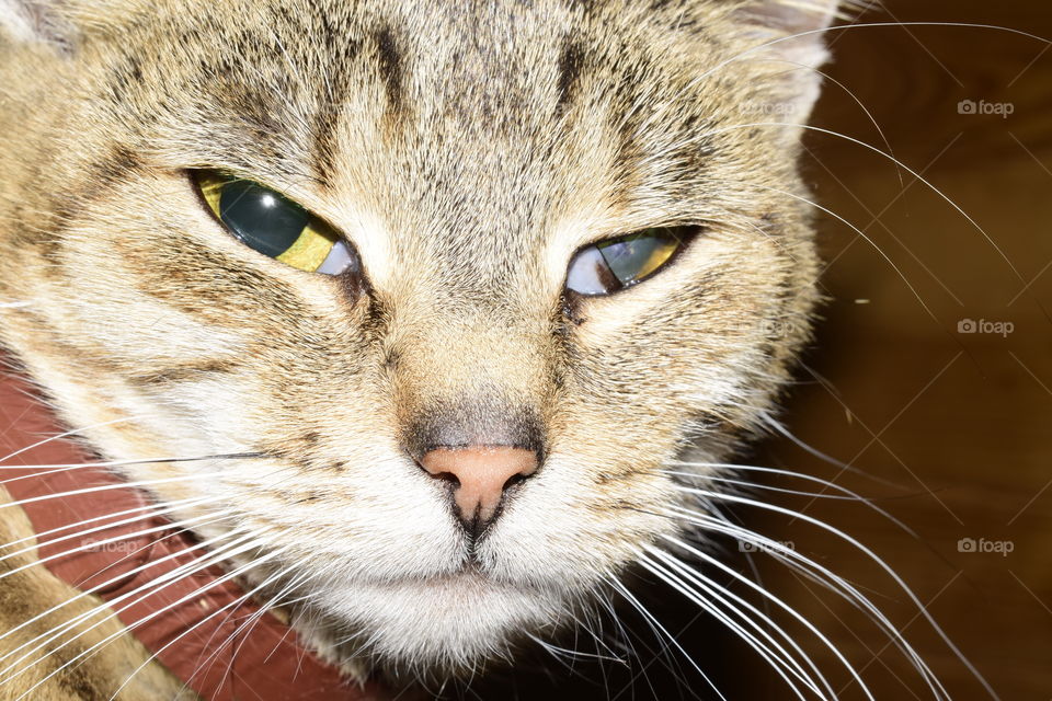 von der Straße aufgenomene  halbblinde wildkatze 😊