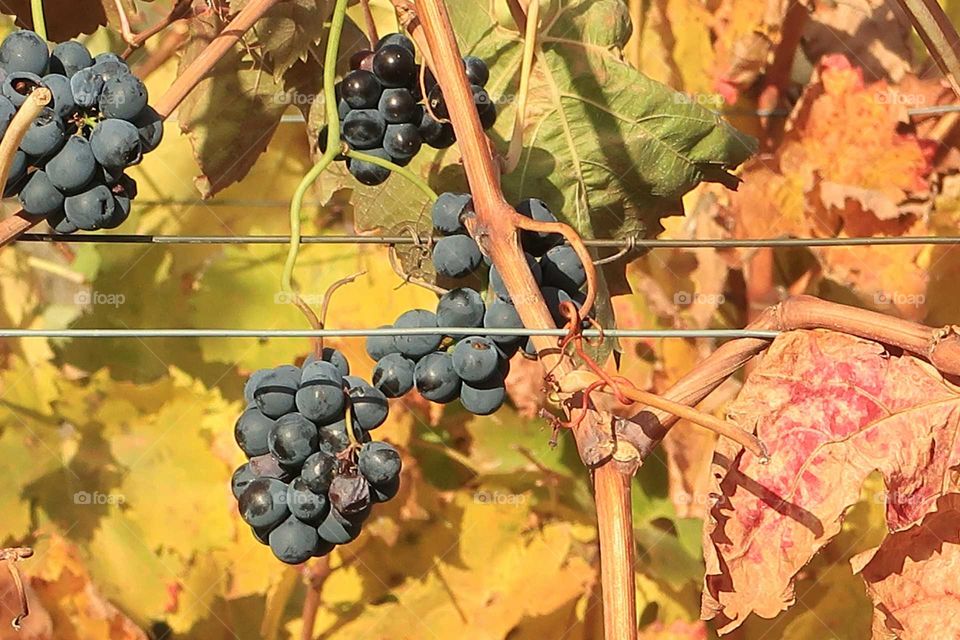 Grape that remain without harvesting at the vintage.