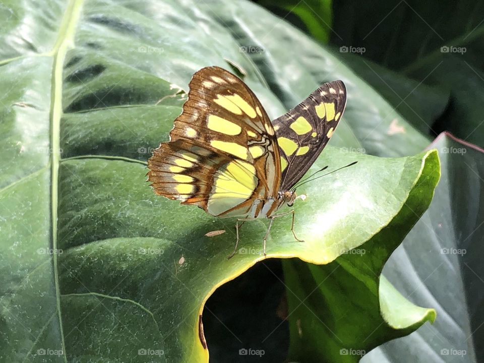 A closeup of a Malachite Butterfly