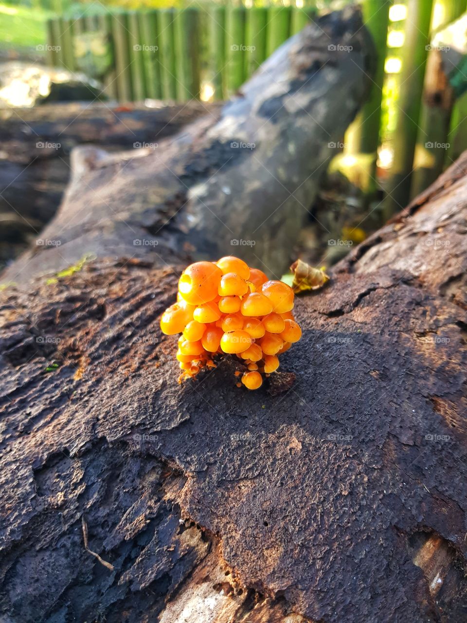 wild fungus