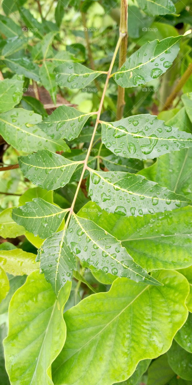 Feuilles mouillées d'eau