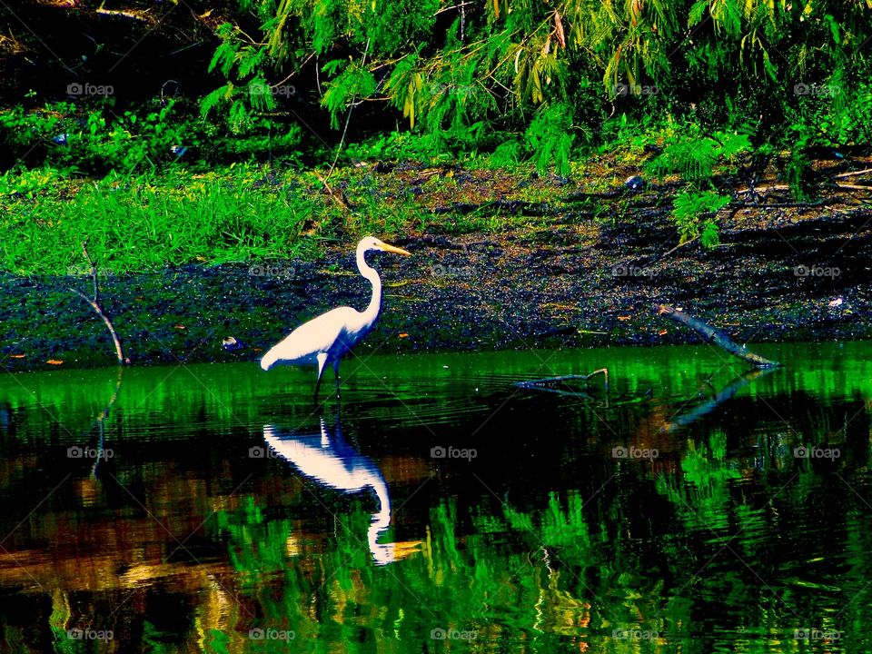 Egret 