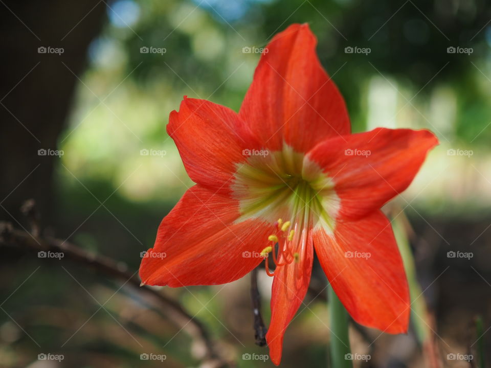 Star shaped flower