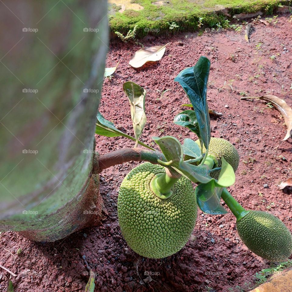 ripe jackfruit growing under the tree.  fruit hanging on the ground