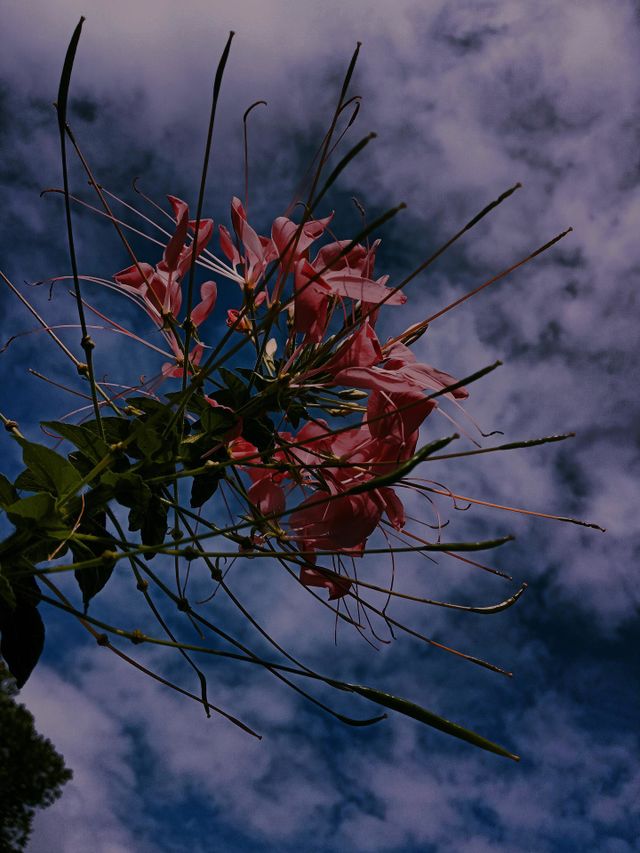 beautiful flower