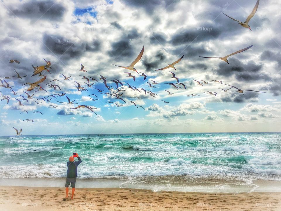 Birds flying over the beach