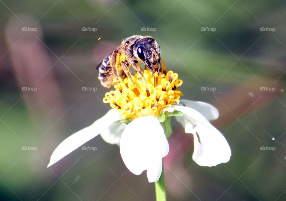 Bee on flower