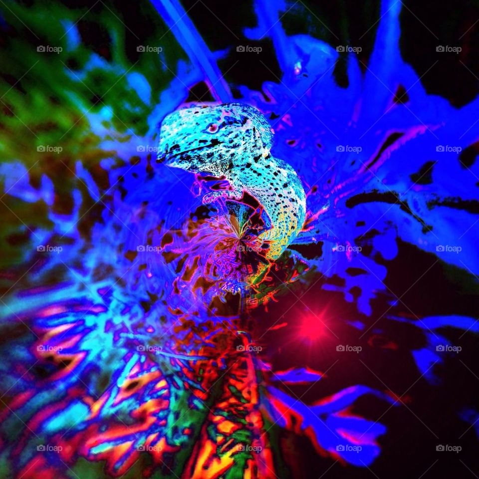 Psychedelic lizard love