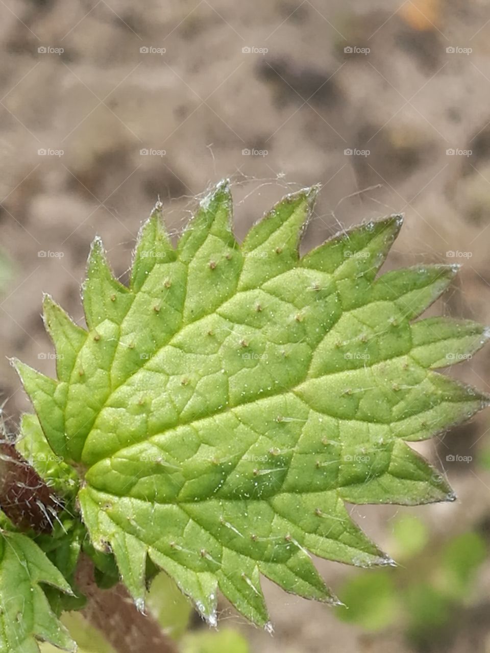 Thistle Leaf