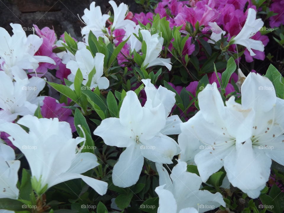 Flower, Nature, Garden, Flora, Leaf