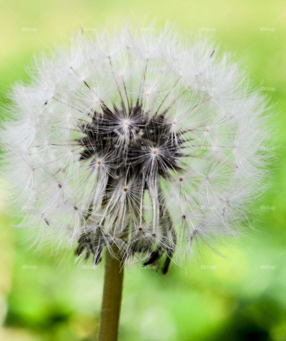 Single seed head dandelion closeup 