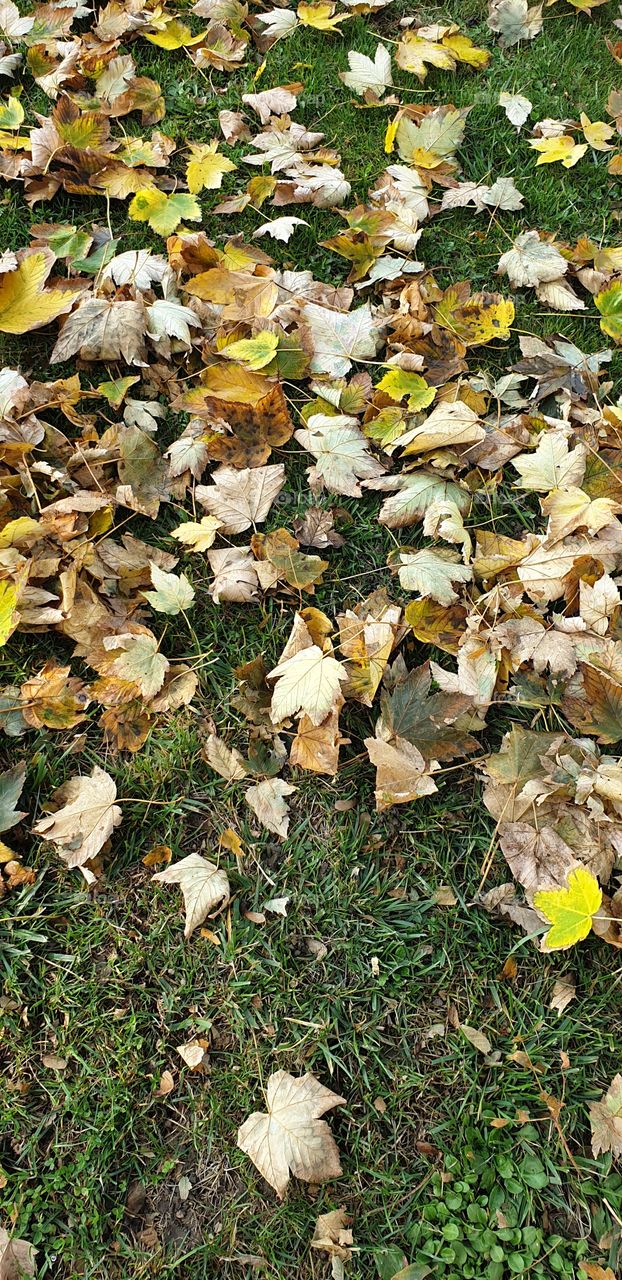 leaves on the ground