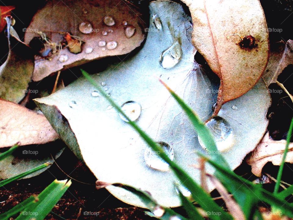 blue leaves autumn brown by stevehardley7