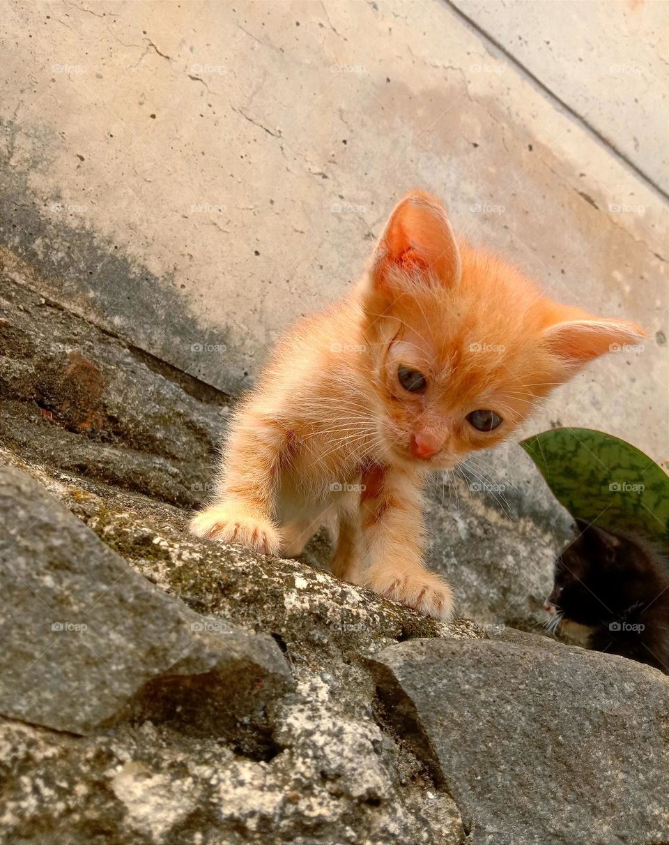 kitten on stones fence trying to hop down.