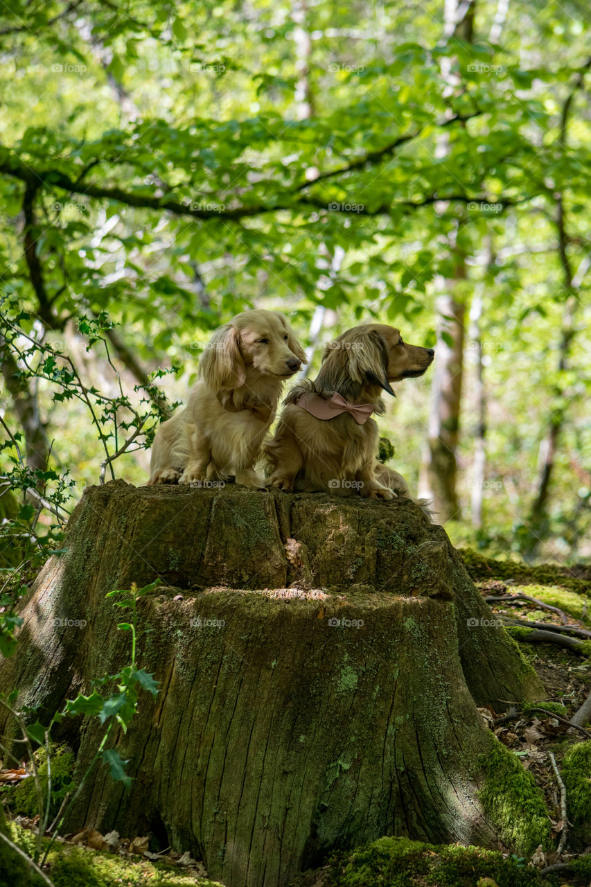 Remy & Nugget the dachshunds sitting on a tree trunk on a forest