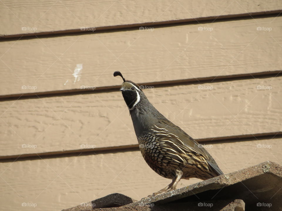 Close-up of a quail bird