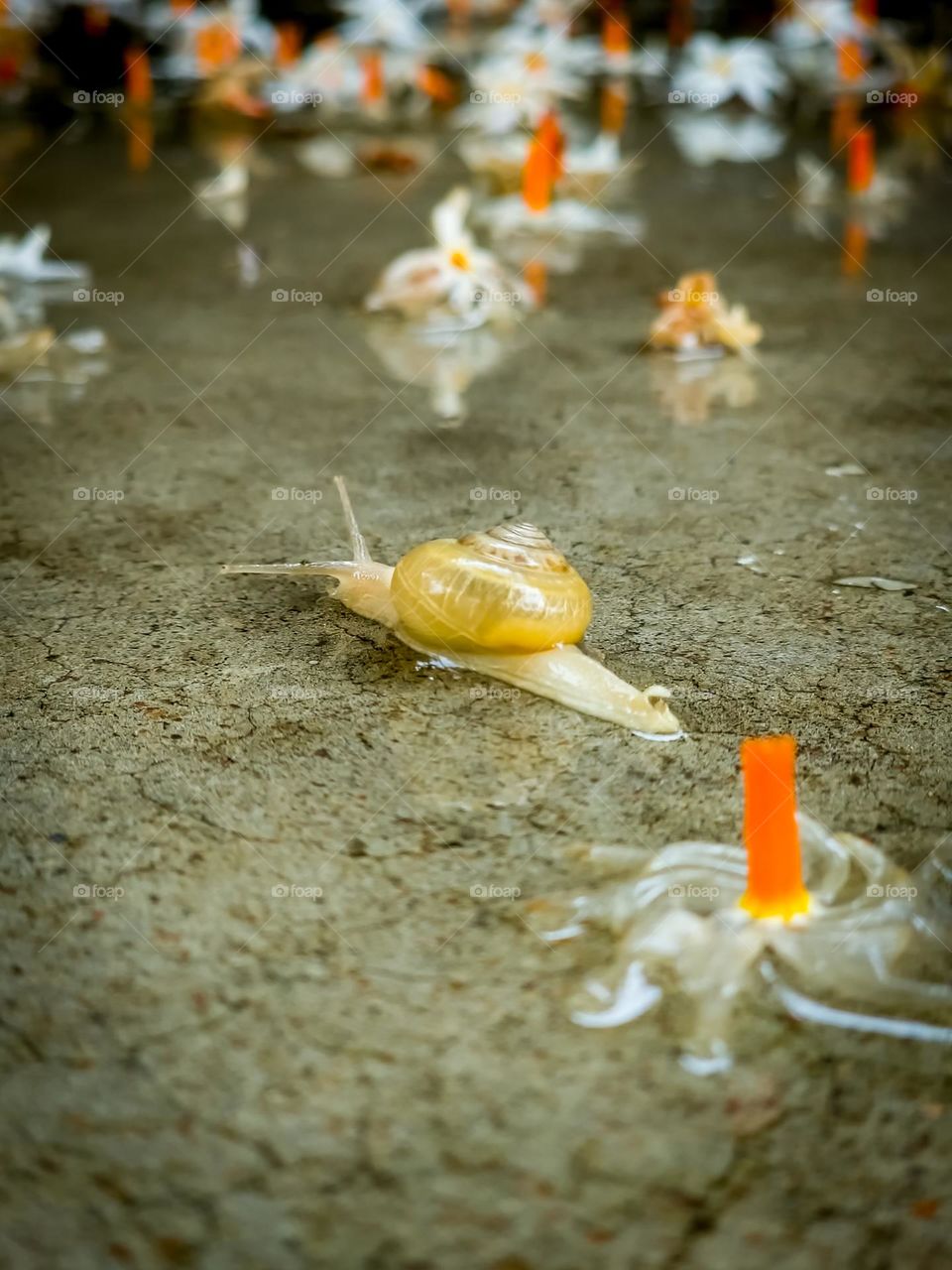 Snail splashing in water